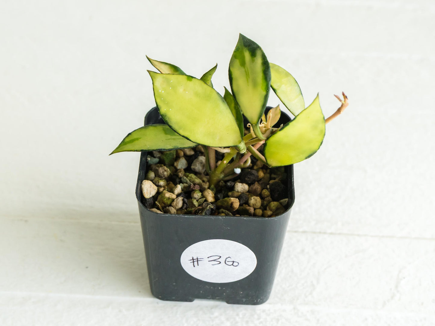 Hoya lacunosa 'Souma' | 2-Inch