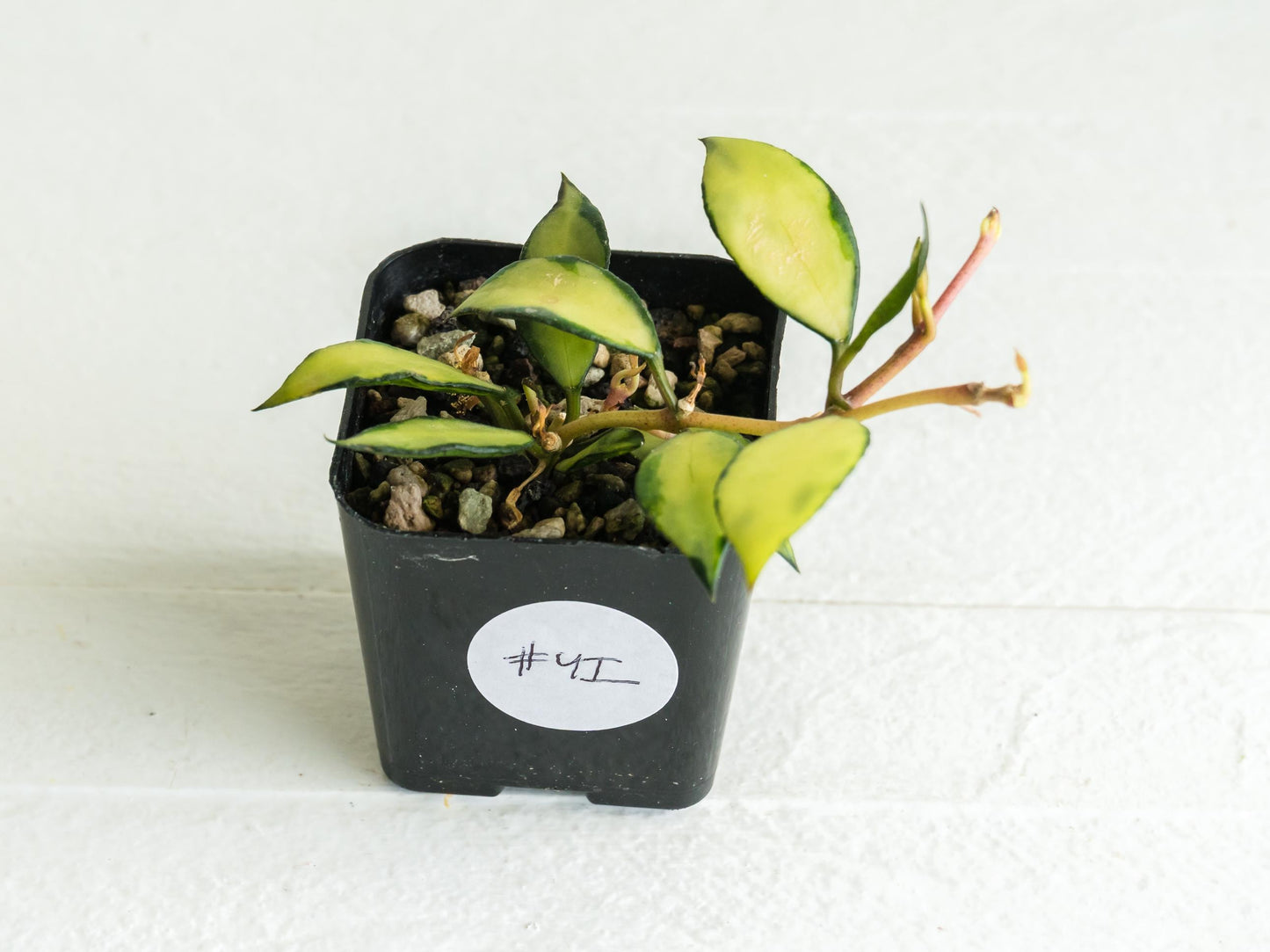Hoya lacunosa 'Souma' | 2-Inch