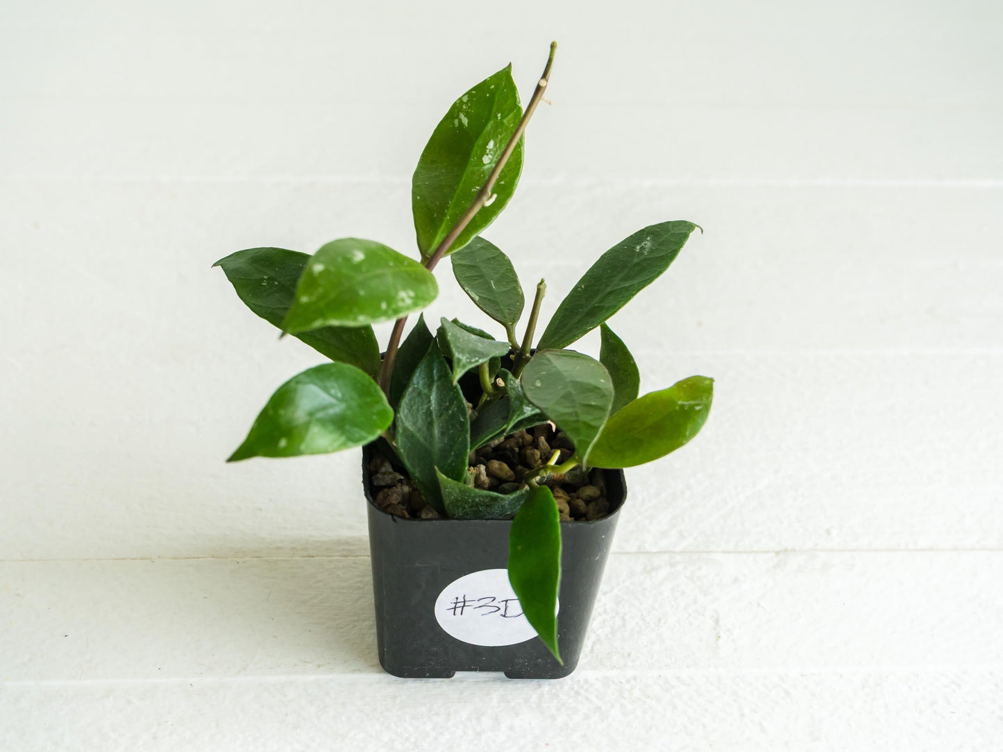 Hoya 'Rebecca' | 2-Inch