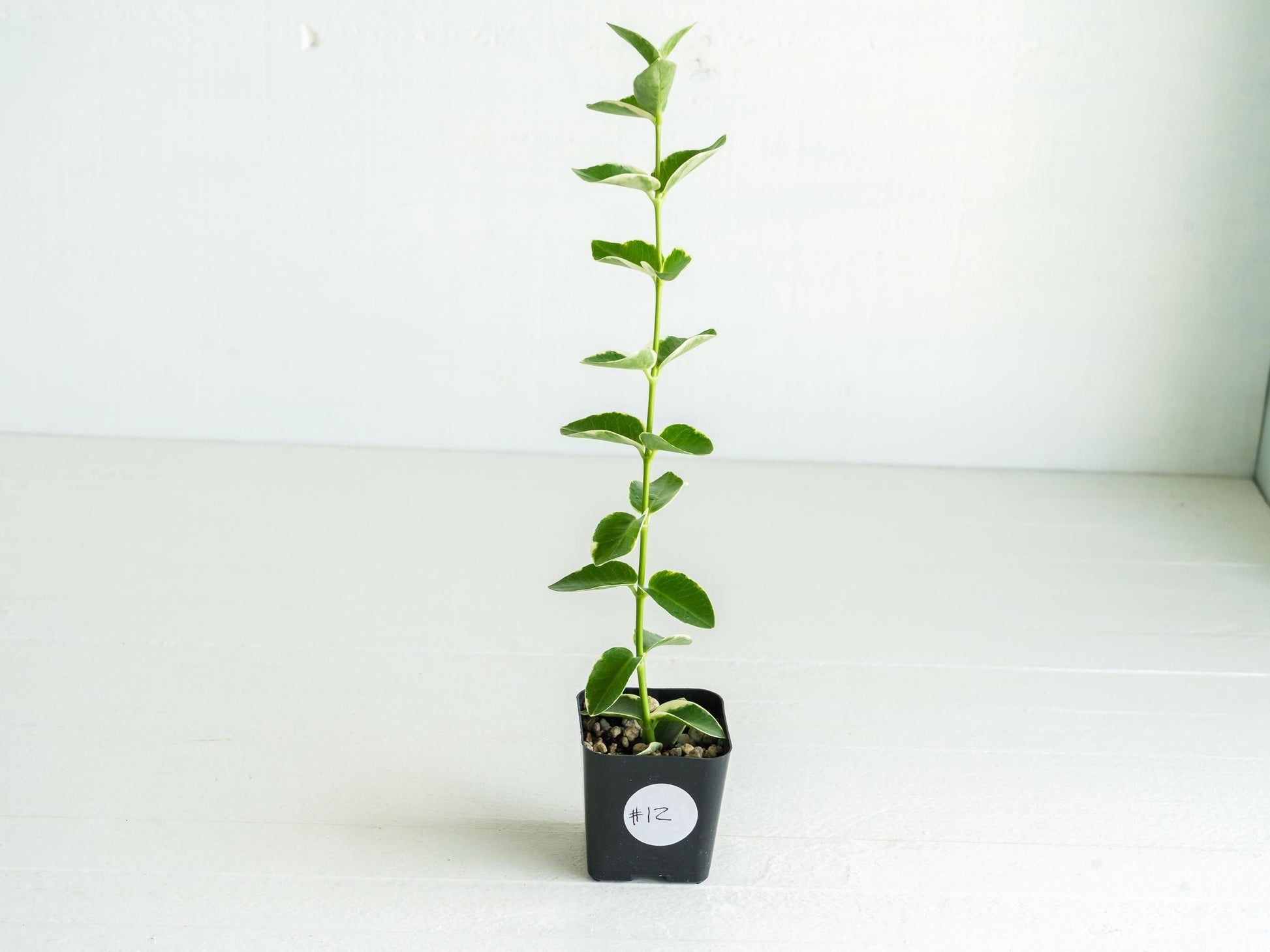 Hoya cumingiana (Albo | Outer Variegated) | 2-Inch