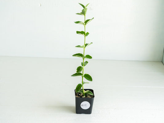 Hoya cumingiana (Albo | Outer Variegated) | 2-Inch