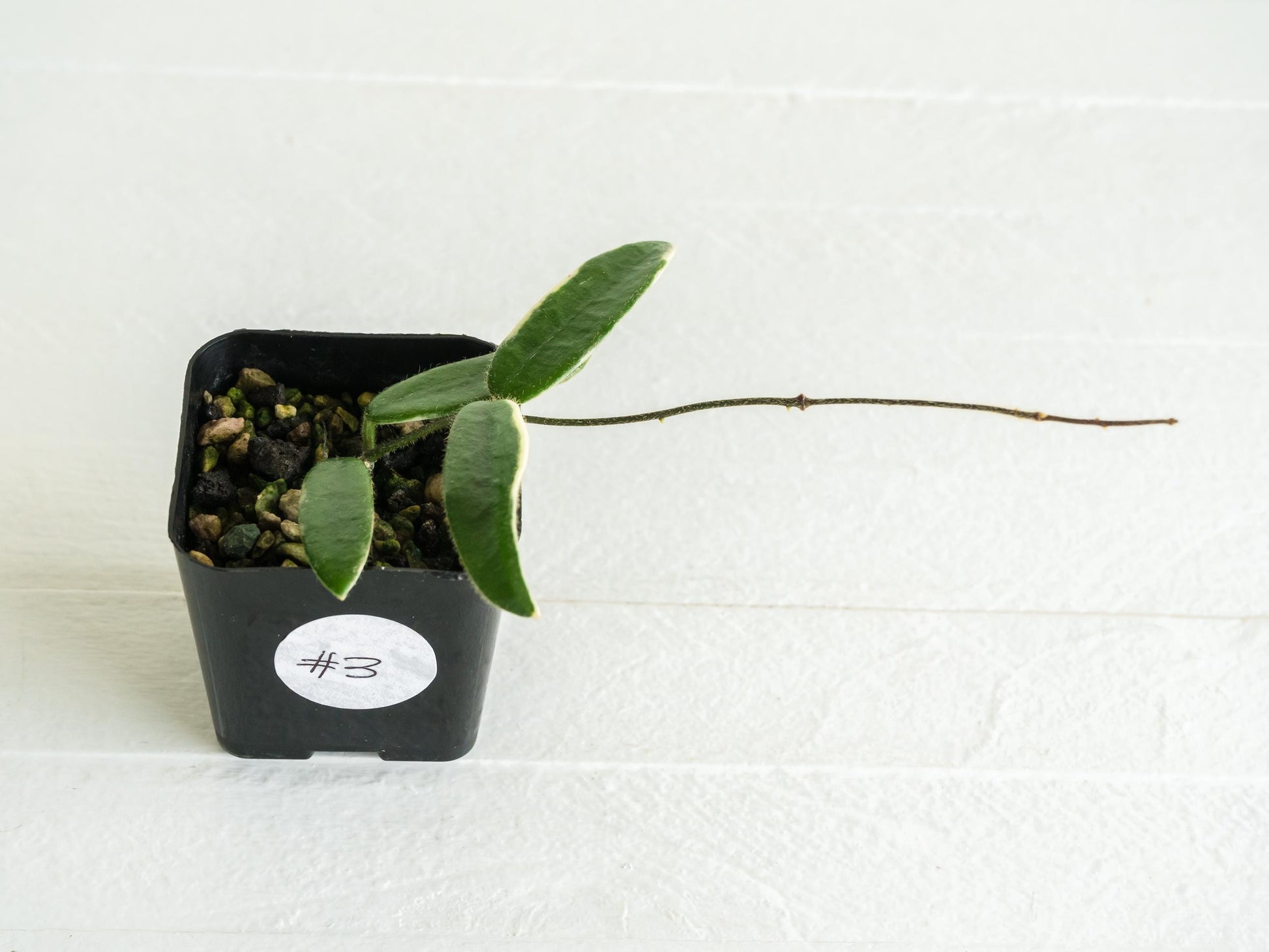 Hoya lyi 'Prism' (Pink Flower) | 2-Inch