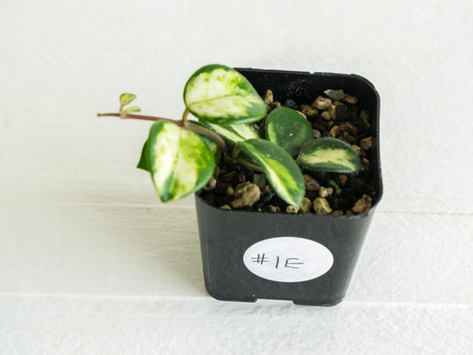 Hoya 'Mathilde' (Inner Variegated) | 2-Inch