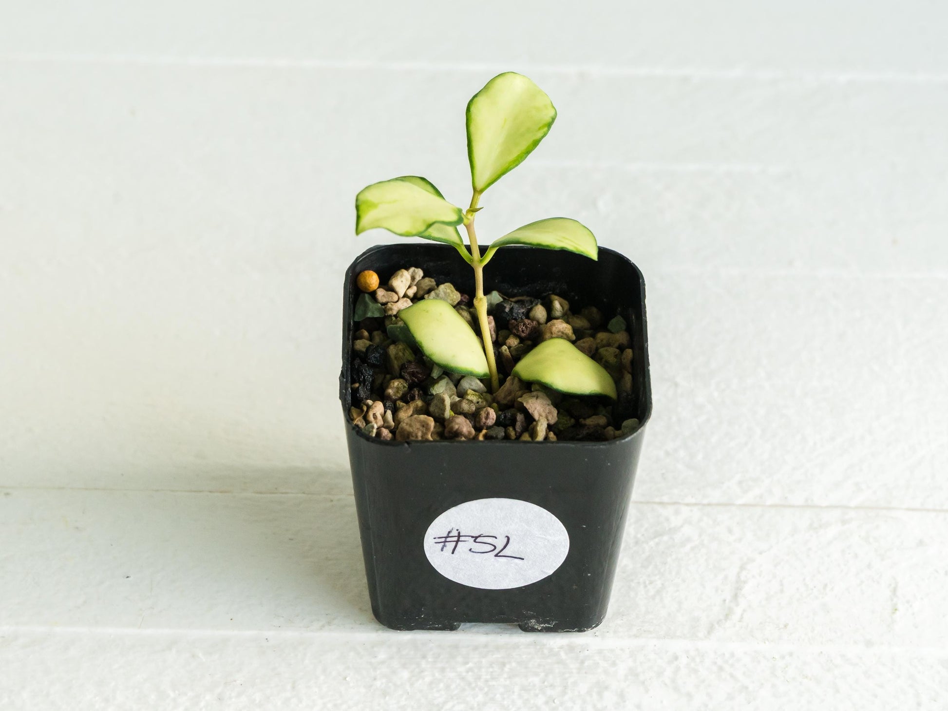 Hoya heuschkeliana (Inner Variegated)| 2-Inch