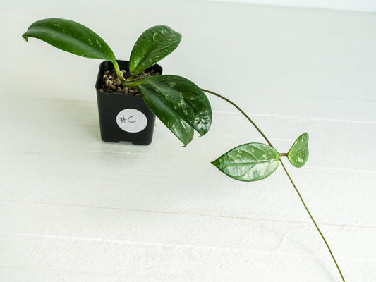 Hoya Lai Chau (Splash) | 2-Inch