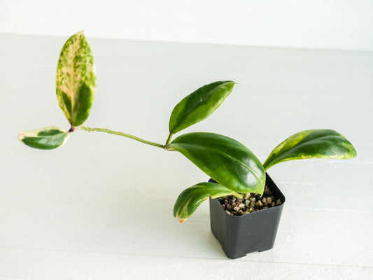 Hoya incrassata 'Eclipse' (Albo / Outer Variegated) | 2-Inch