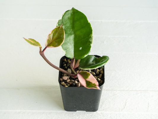 Hoya carnosa 'Tricolor' KRIMSON QUEEN | 2-Inch