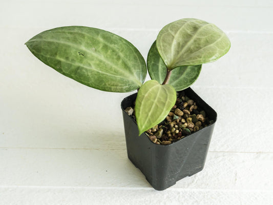 Hoya latifolia (Silver) | 2-Inch