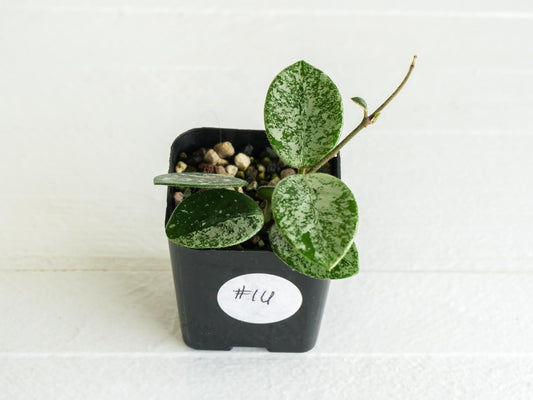 Hoya 'Mathilde' (Splash) | 2-Inch