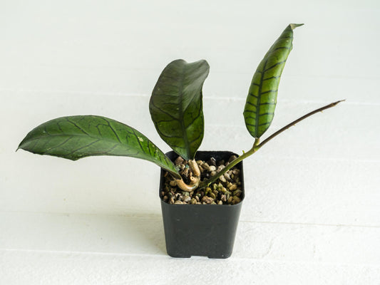 Hoya gunung gading | 2-Inch