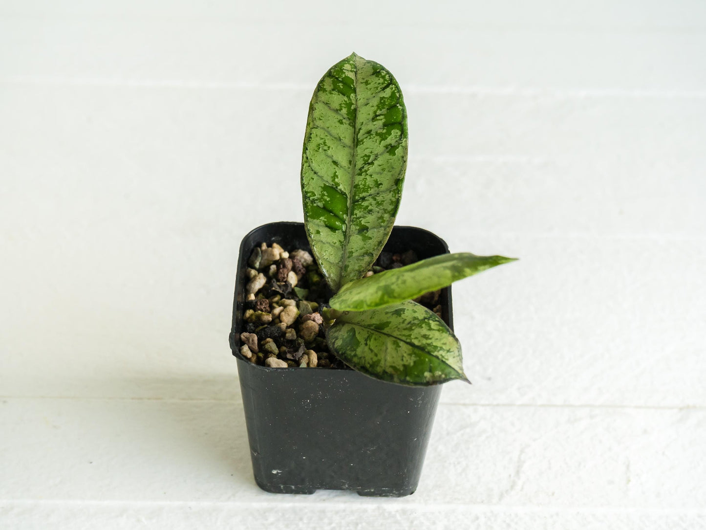 Hoya gunung gading 'Ghost' (Silver) | 2-Inch