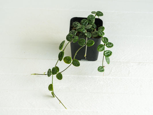 Hoya serpens (Splash) | Large 2-Inch