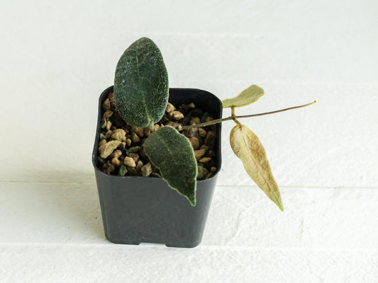 Hoya patella (Pink Flower) IML-1096 | 2-Inch