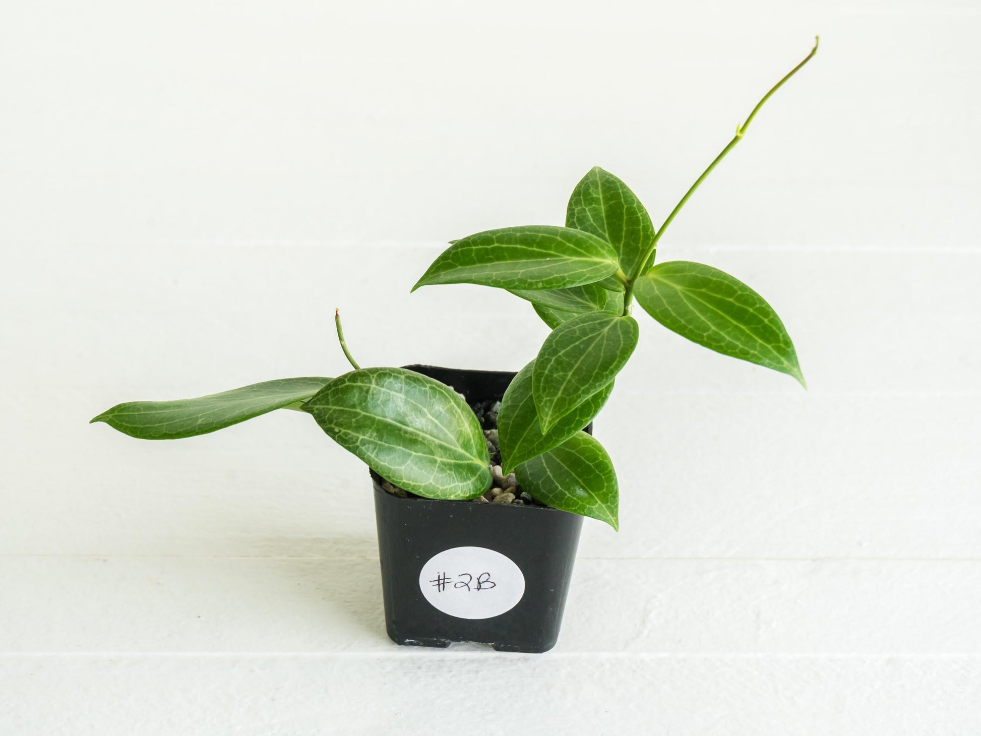 Hoya fitchii (Orange Flower) | 2-Inch