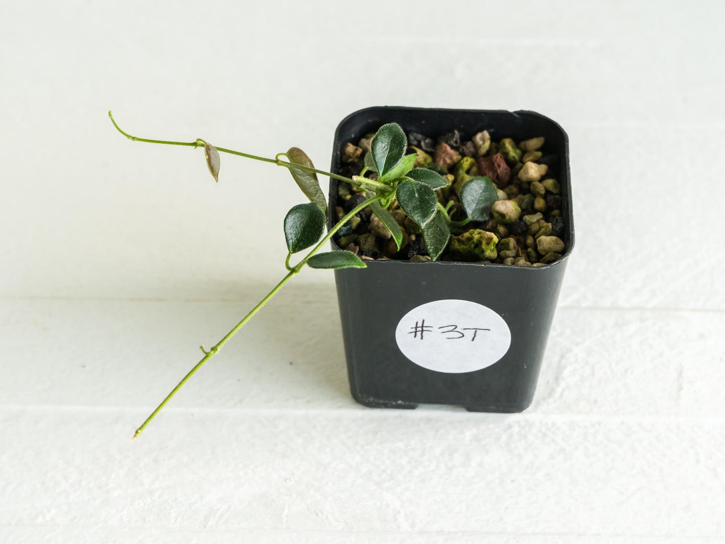 Hoya papua (PNG IM-08) | 2-Inch