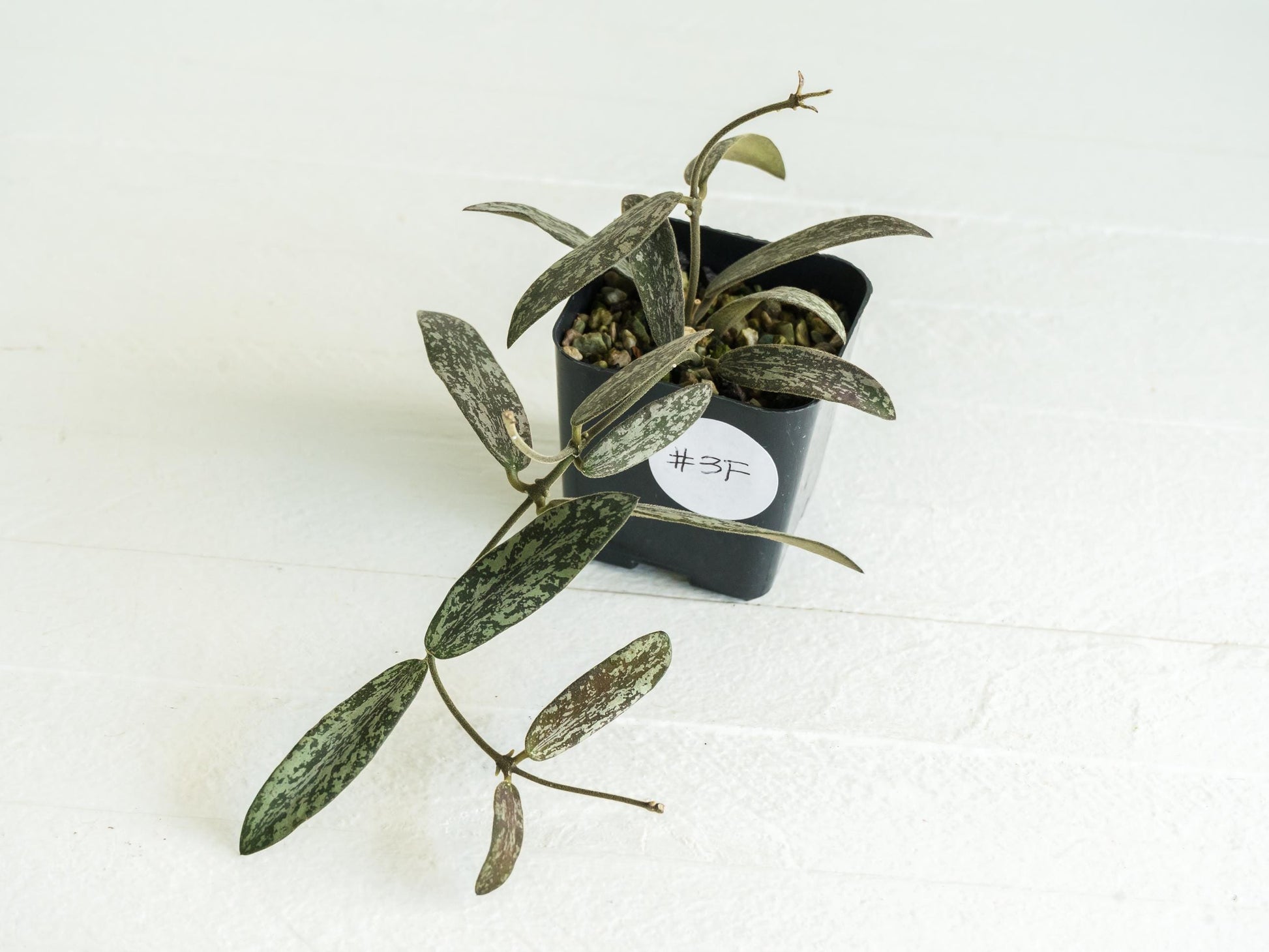 Hoya sigillatis | 2-Inch