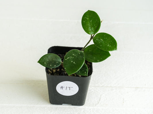 Hoya 'Mathilde' | 2-Inch