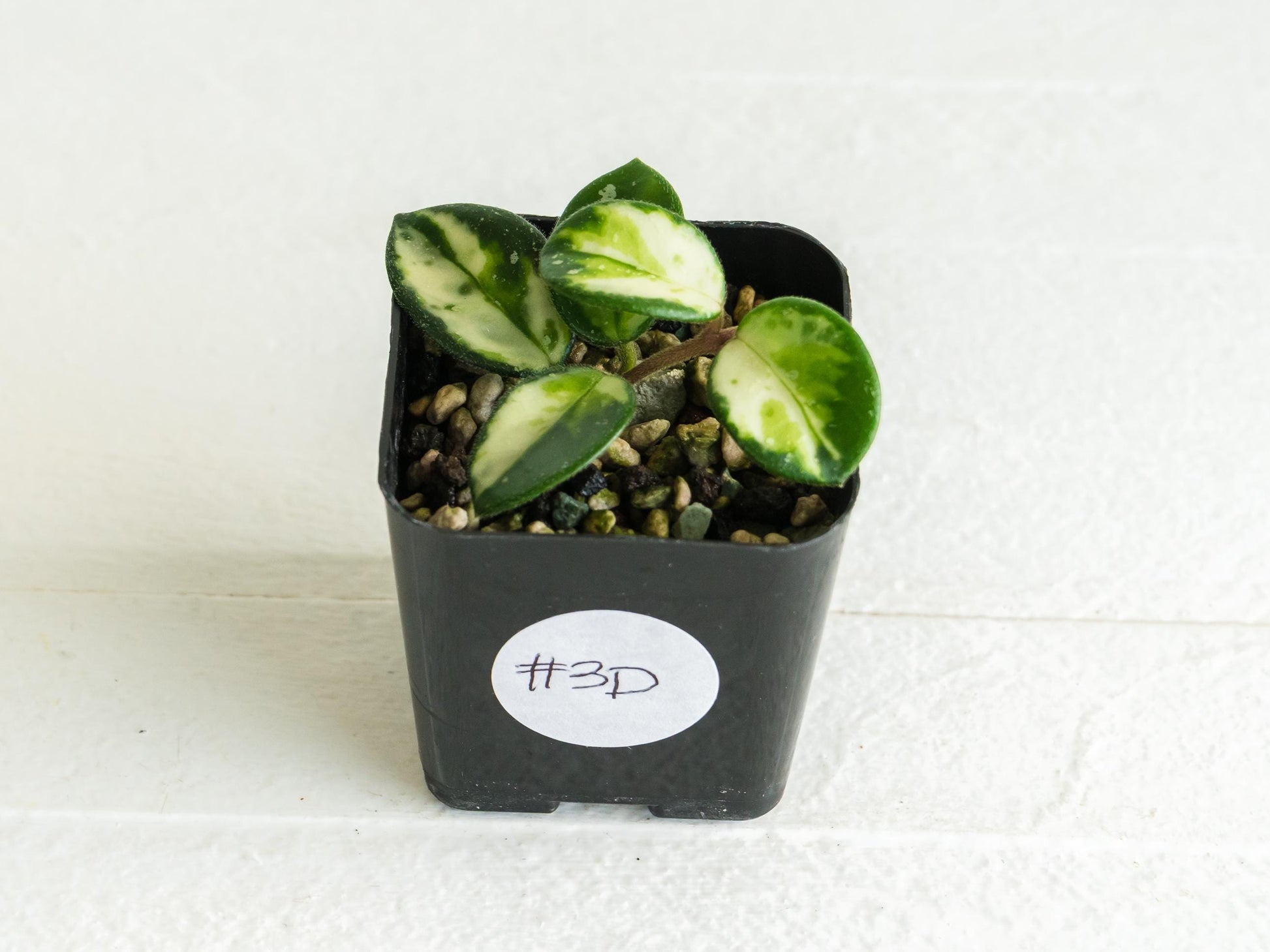 Hoya 'Mathilde' (Inner Variegated) | 2-Inch
