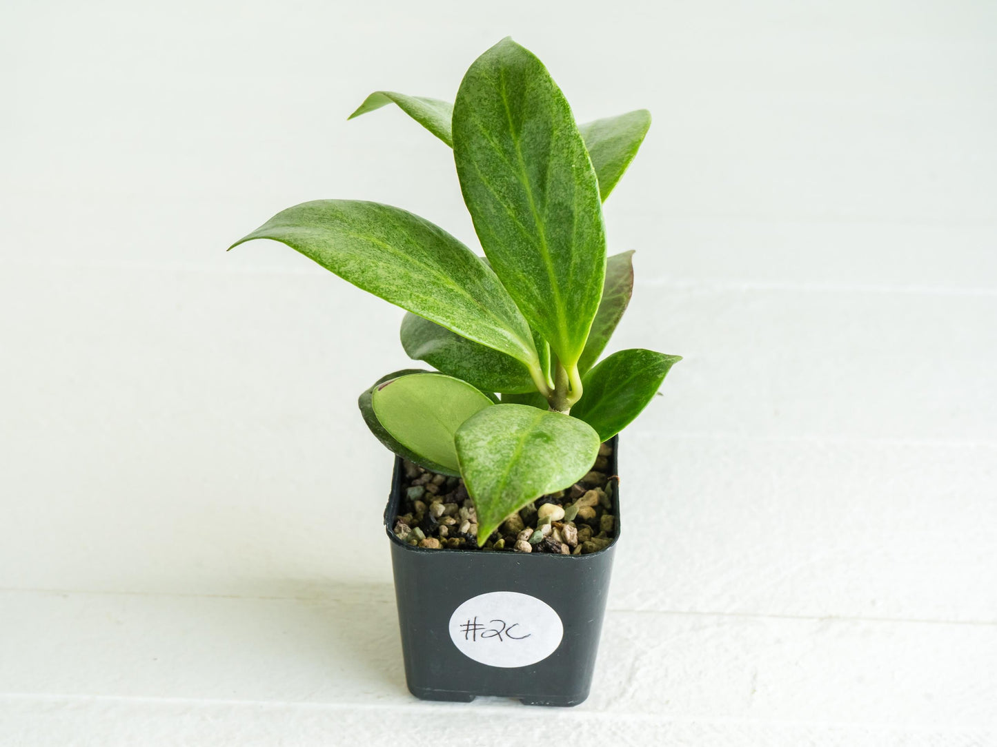 Hoya obscura (Silver) | 2-Inch