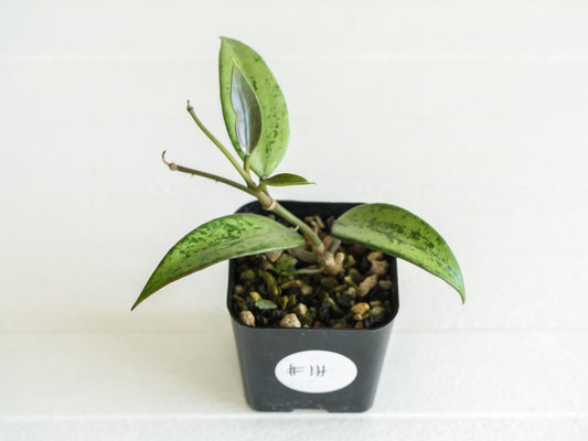 Hoya 'Snow Cui' (Silver) | 2-Inch