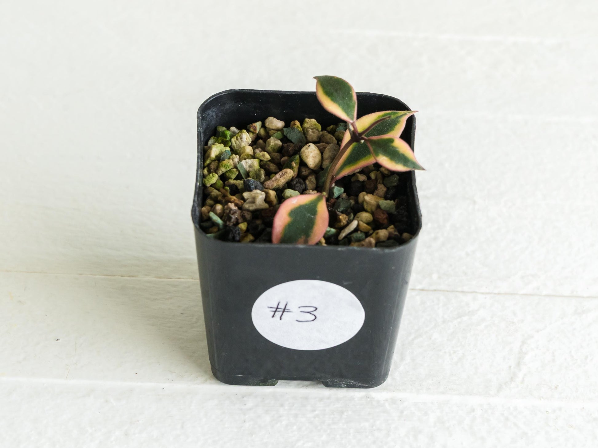 Hoya bakoensis (Outer Variegated - Albo) | 2-Inch