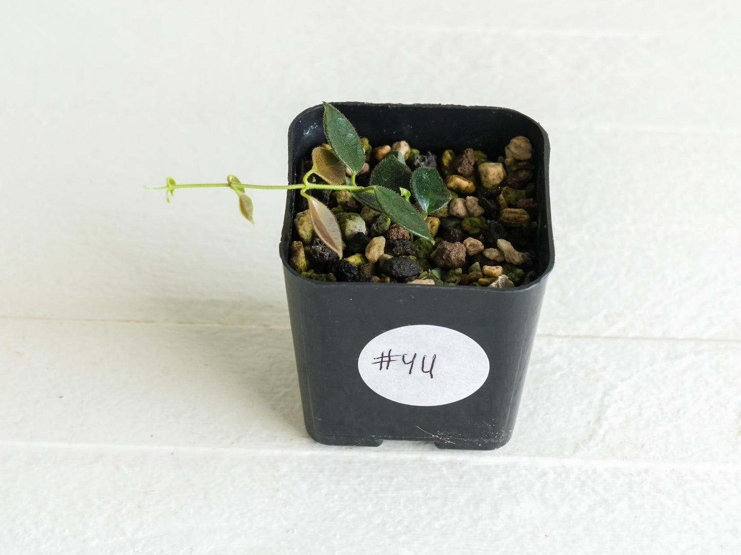Hoya papua (PNG IM-08) | 2-Inch
