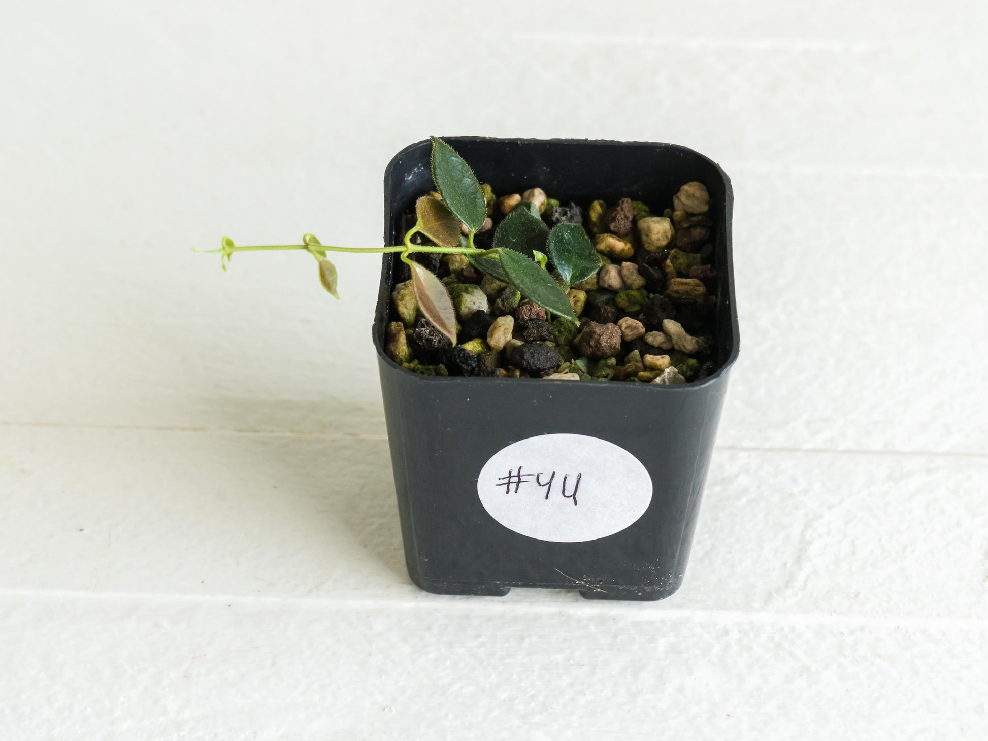 Hoya papua (PNG IM-08) | 2-Inch