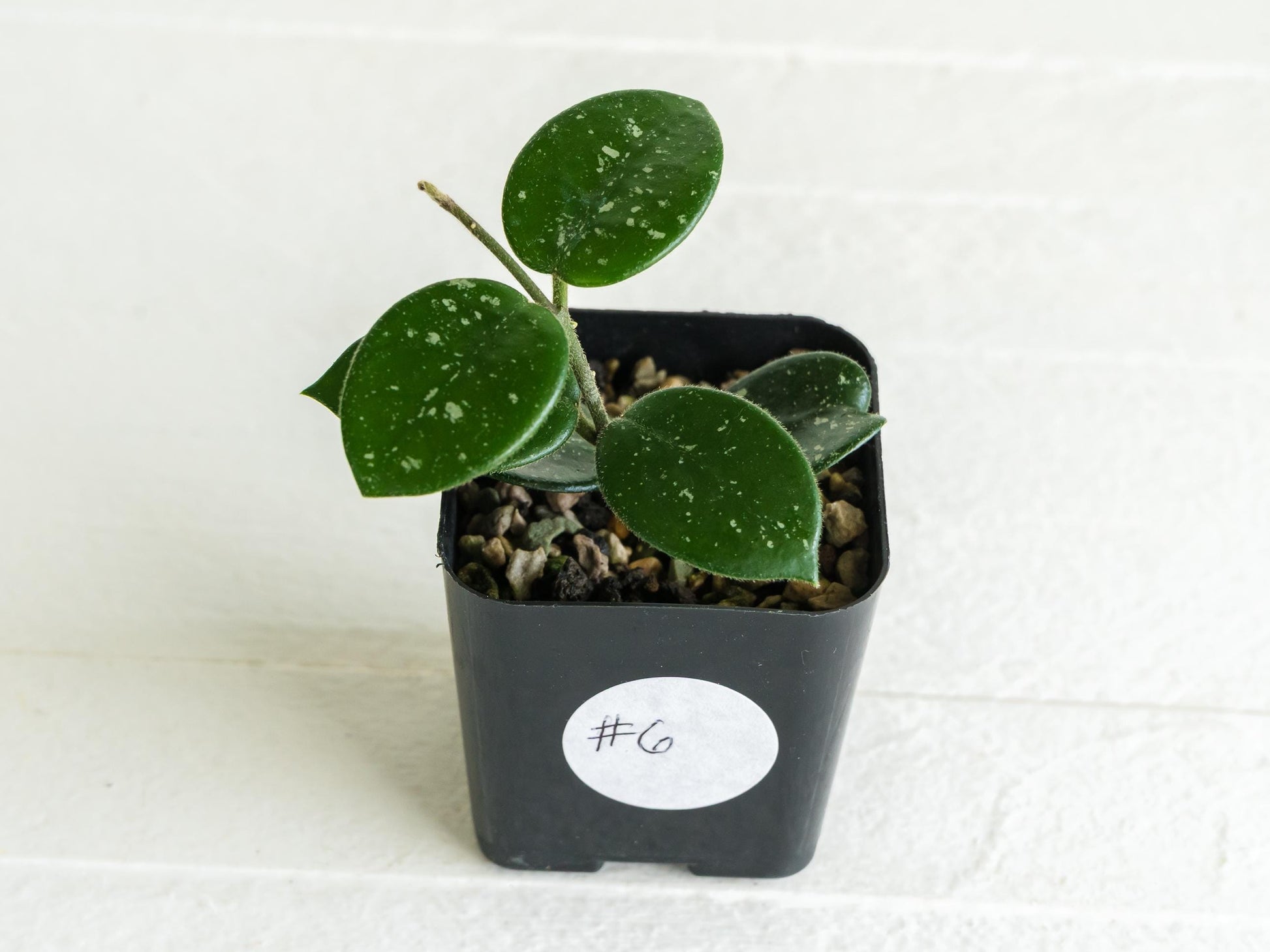 Hoya 'Mathilde' | 2-Inch