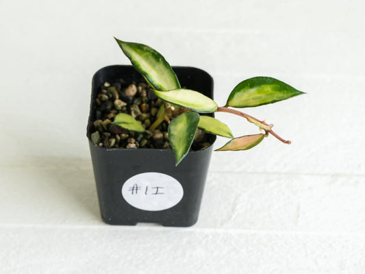 Hoya lacunosa (Inner Variegated) | 2-Inch