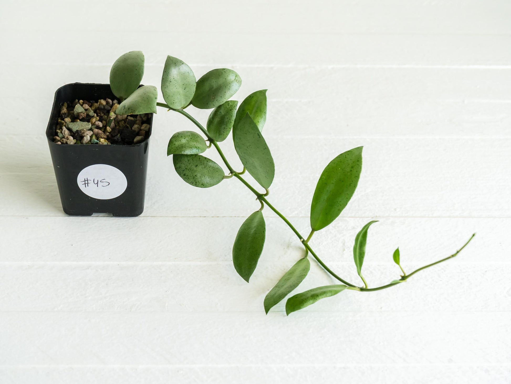 Hoya lacunosa 'Silver Mint Coin' | 2-Inch