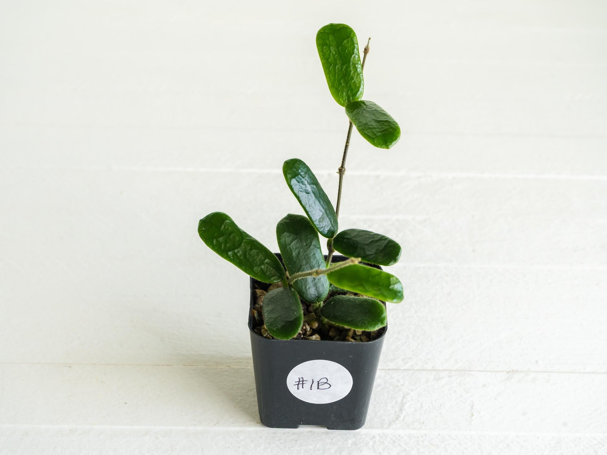 Hoya rotundiflora | 2-Inch