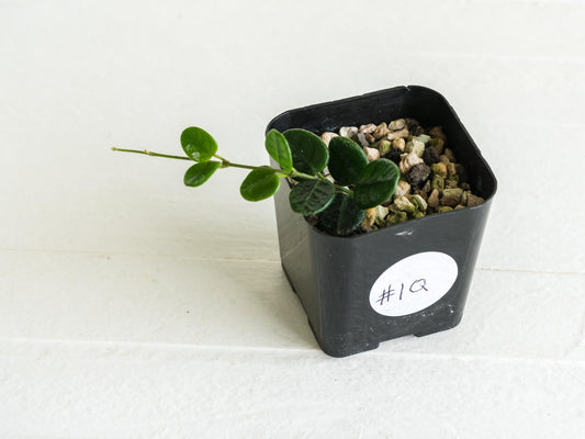 Hoya tengchongensis | 2-Inch