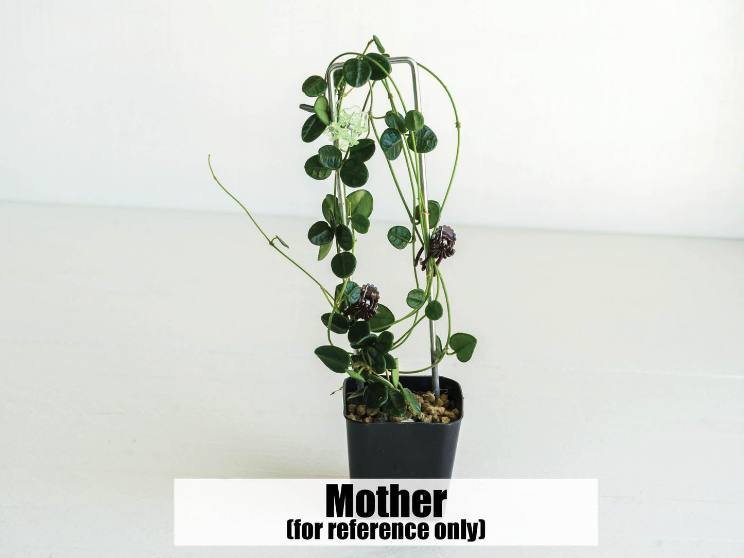 Hoya tengchongensis | 2-Inch