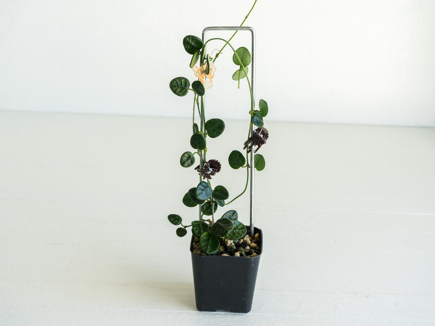 Hoya tengchongensis | Large 2-Inch