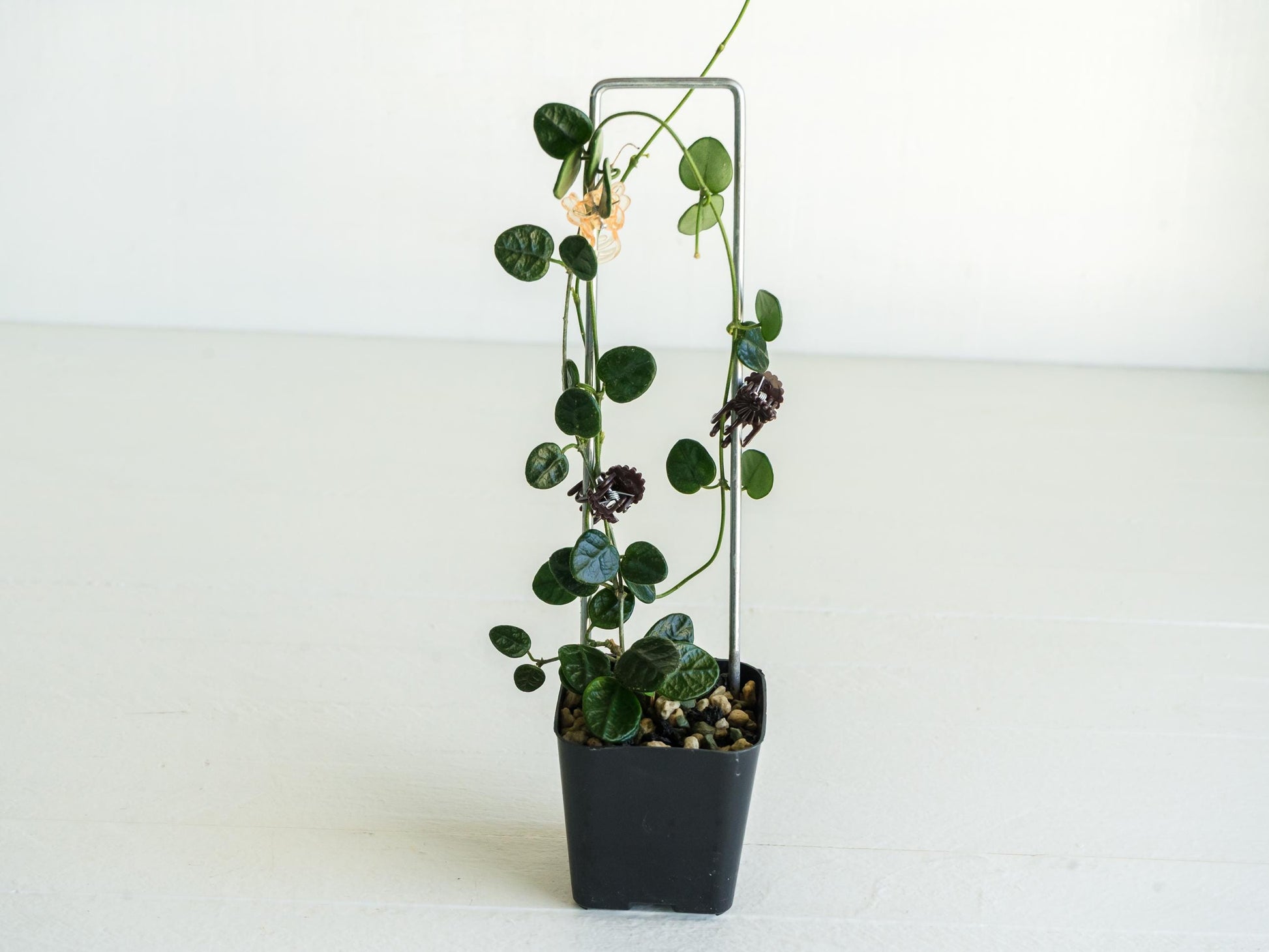 Hoya tengchongensis | Large 2-Inch
