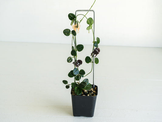 Hoya tengchongensis | Large 2-Inch