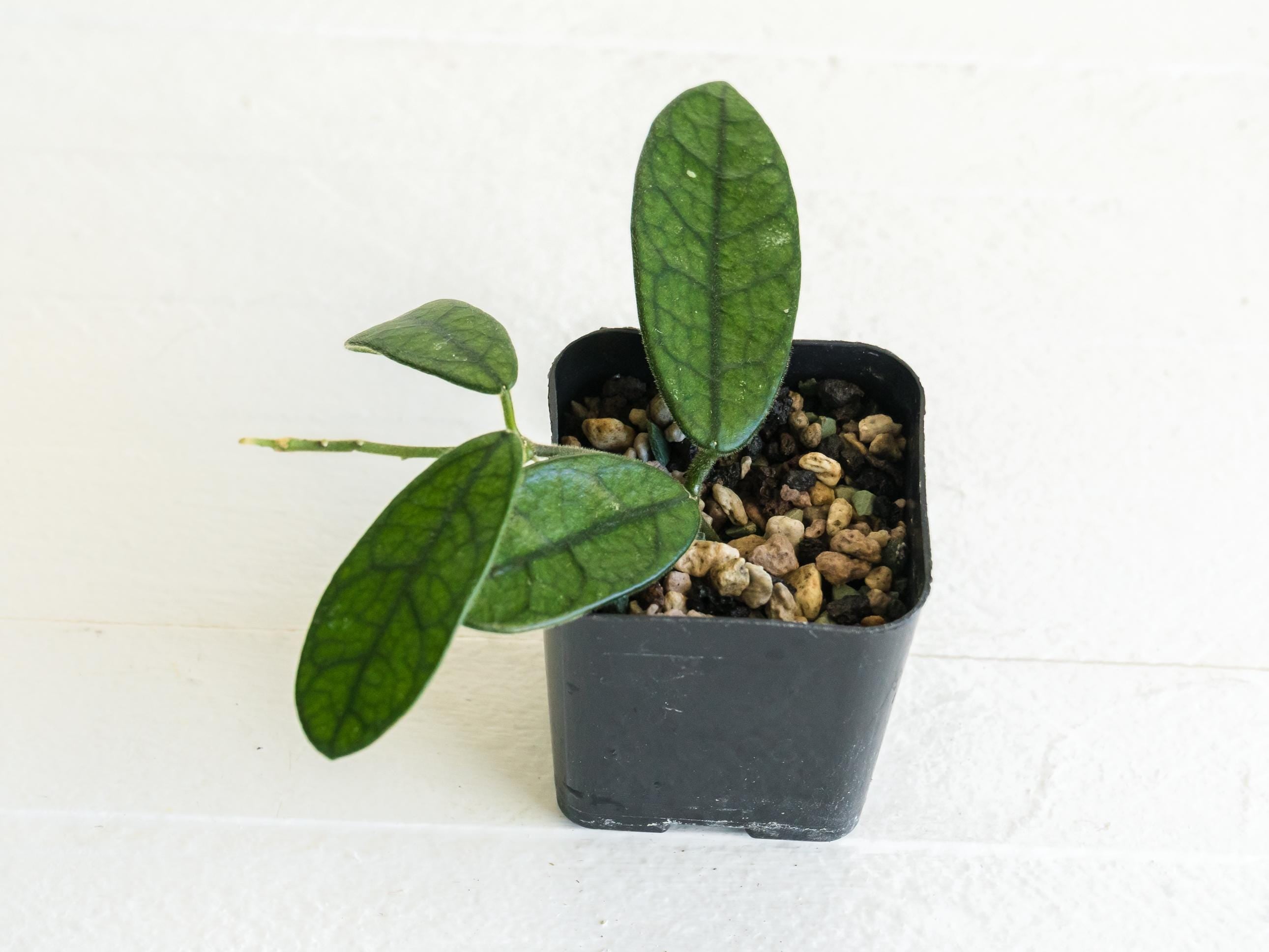 Hoya sichuanensis / lyi NOID | 2-Inch – Hoya Treasures