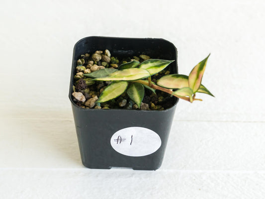 Hoya lacunosa (Inner Variegated) | 2-Inch