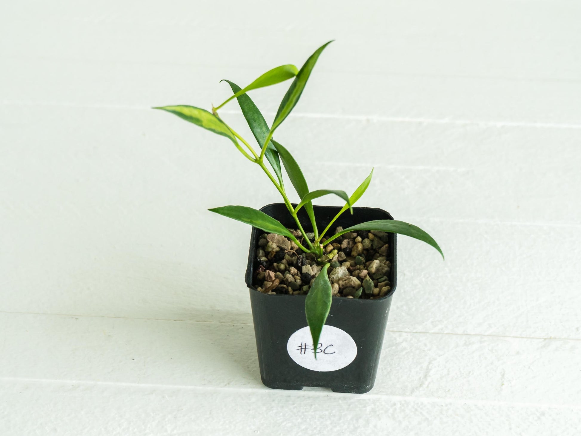 Hoya tsangii (Inner Variegated) | 2-Inch