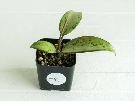 Hoya 'Snow Cui' (Silver) | 2-Inch