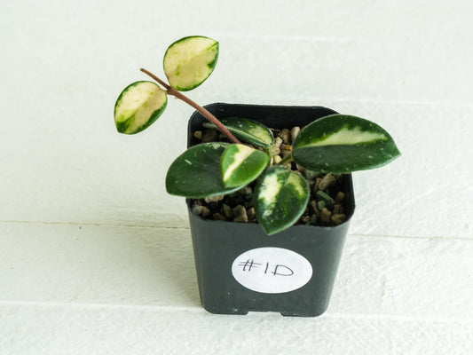 Hoya 'Mathilde' (Inner Variegated) | 2-Inch