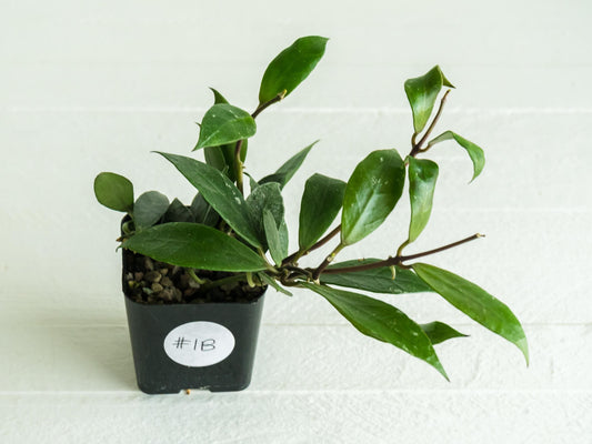 Hoya 'Rebecca' | 2-Inch