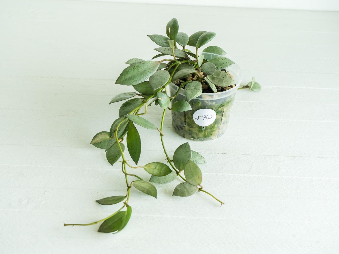 Hoya lacunosa 'Silver Mint Coin' | 3-Inch