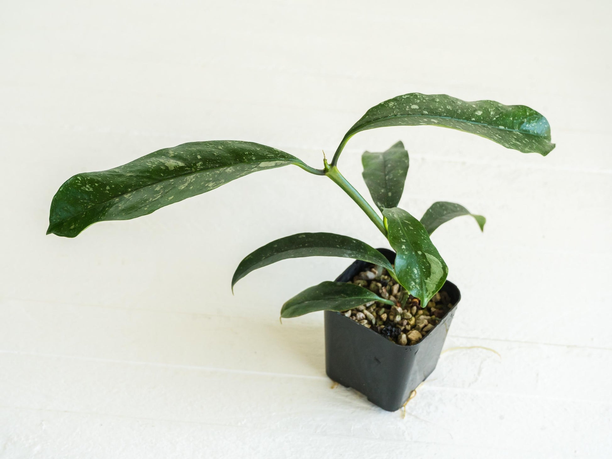 Hoya multiflora (Splash) | 2-Inch