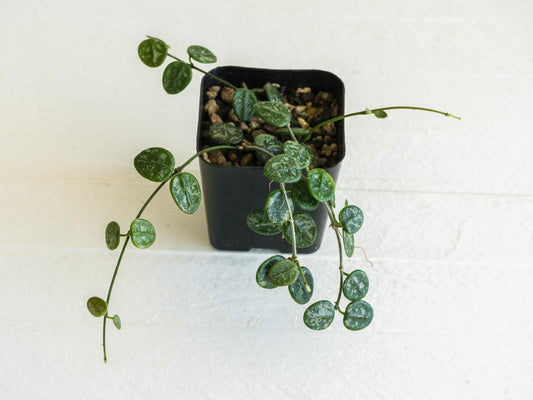 Hoya serpens (Splash) | Large 2-Inch