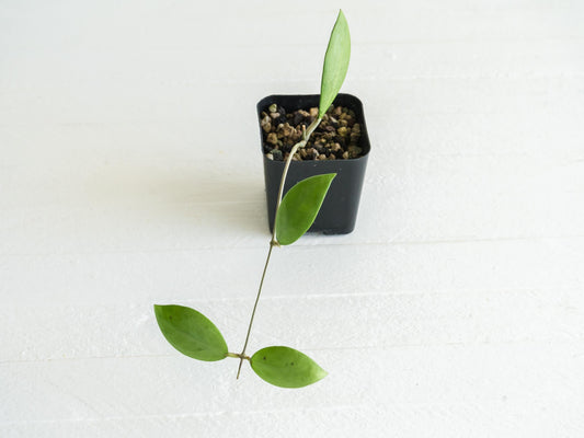 Hoya erythrostemma (Silver) | 2-Inch
