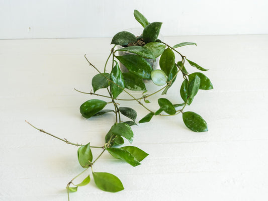 Hoya walliniana (Splash) | 3-Inch