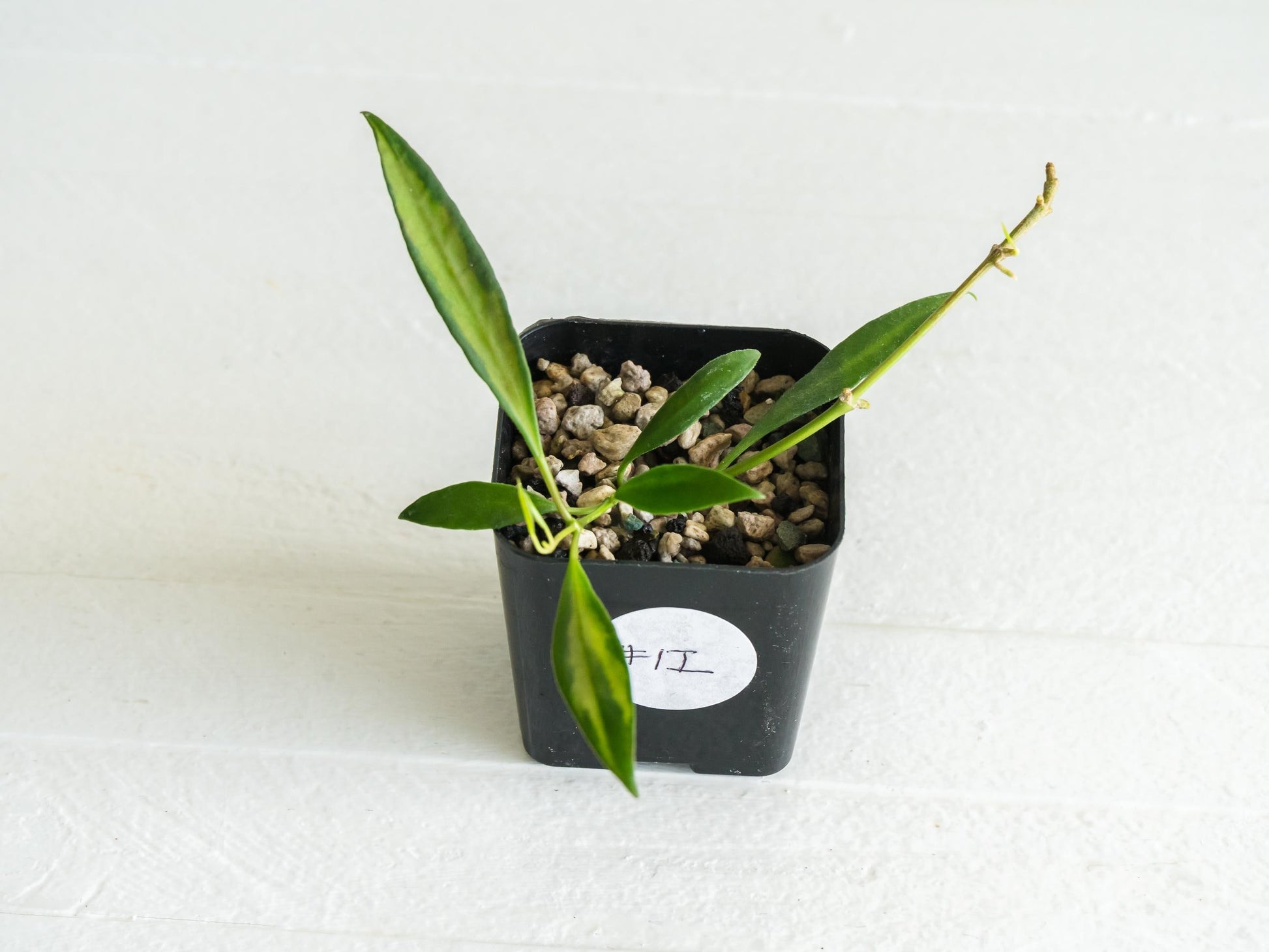 Hoya tsangii (Inner Variegated) | 2-Inch