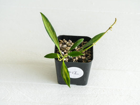 Hoya tsangii (Inner Variegated) | 2-Inch