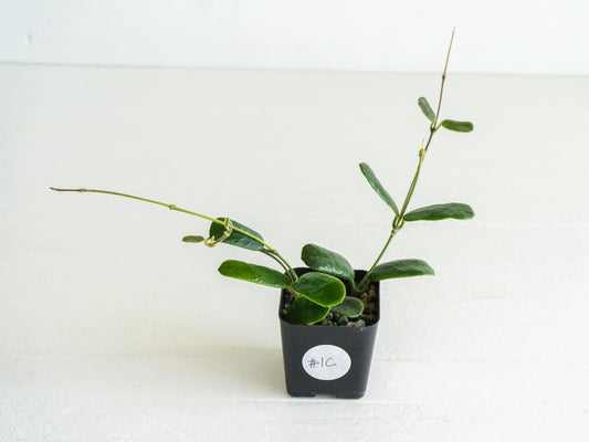 Hoya rotundiflora | 2-Inch